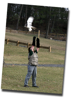 redtail release